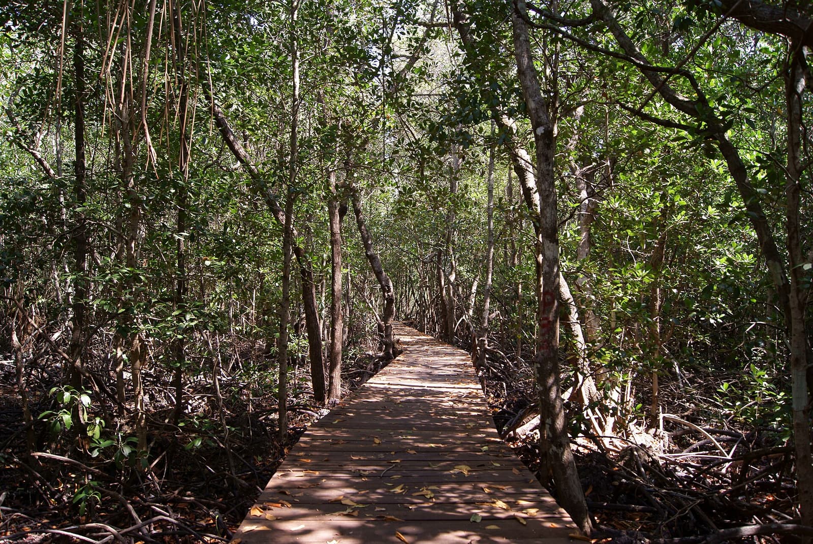 A wooden boardwalk winding through the mangrove forest in Karimunjawa