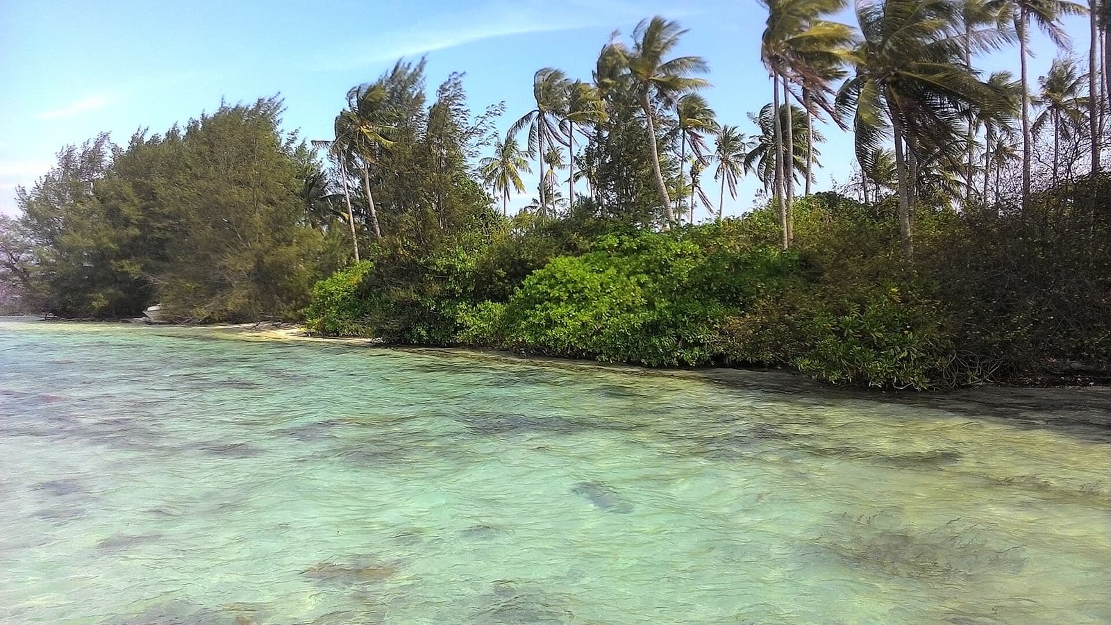 Clear shallow water and palms on the east coast of Menjangan Kecil island