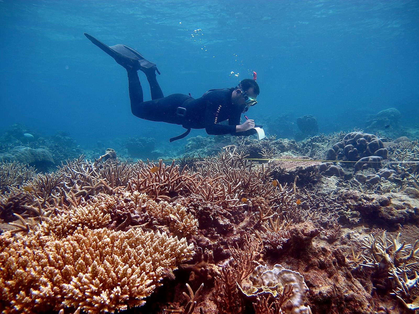 A snorkeller swimming above a shallow coral reef in Karimunjawa