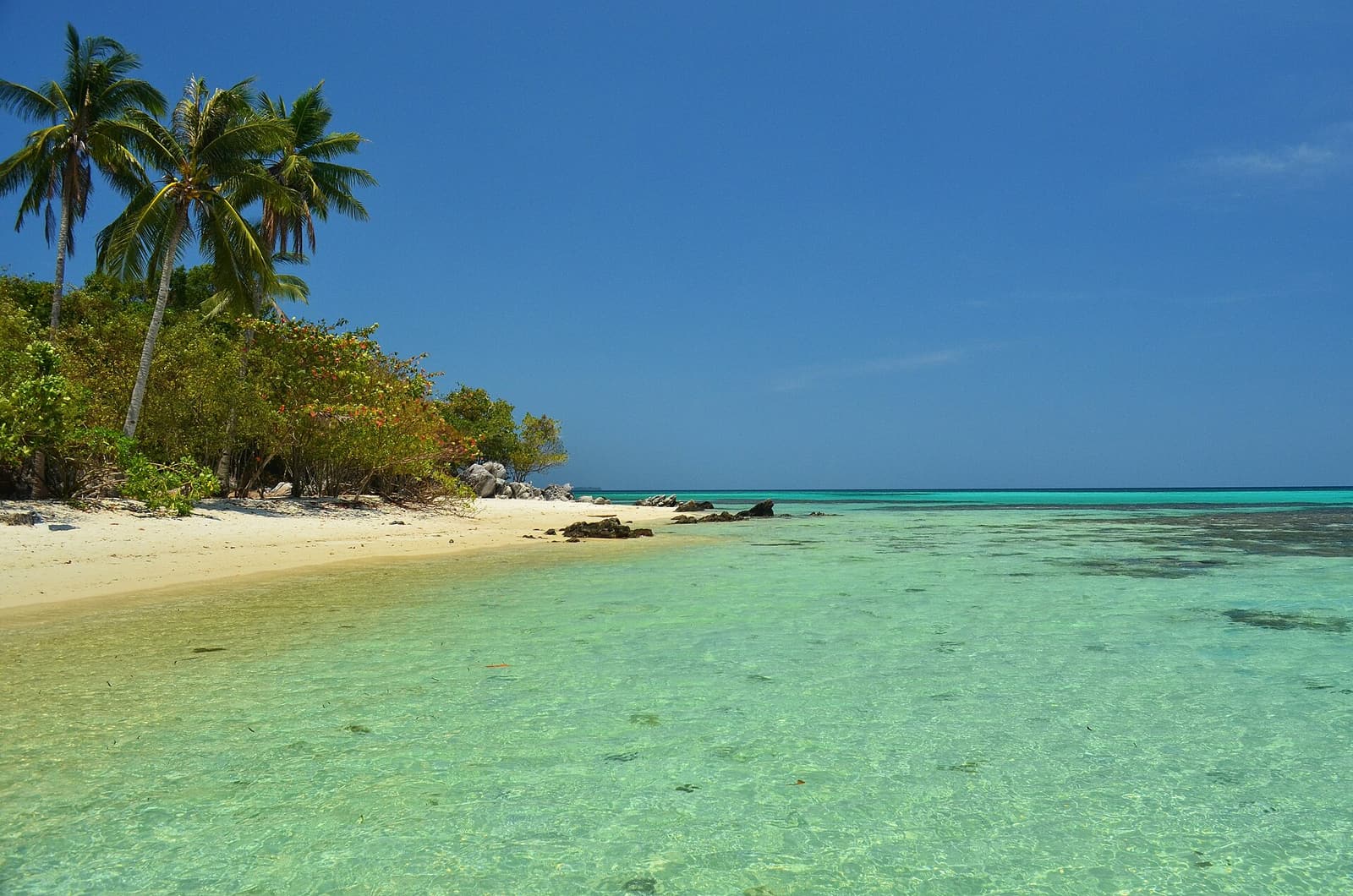 Turquoise water and palm trees at Tanjung Gelam beach in Karimunjawa National Park