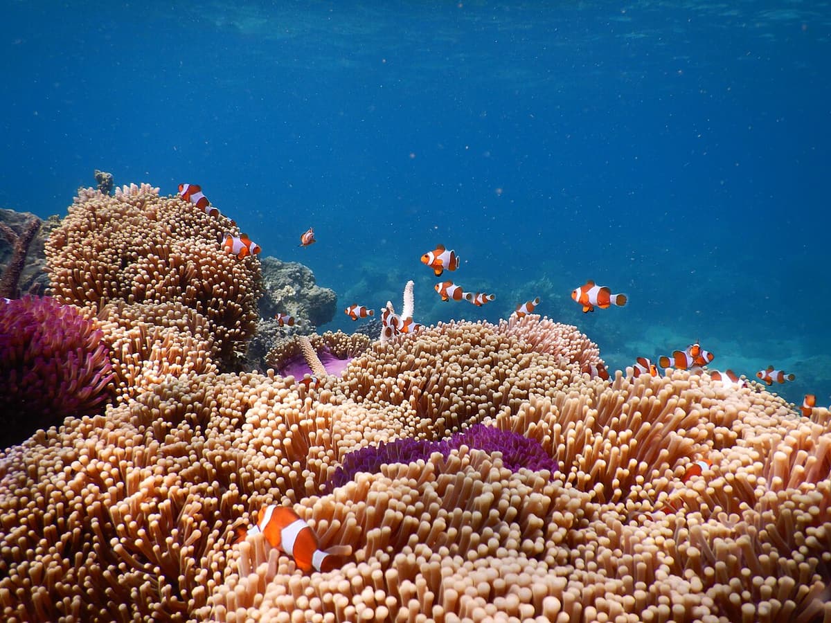 Clownfish among anemones on a reef in Karimunjawa National Park
