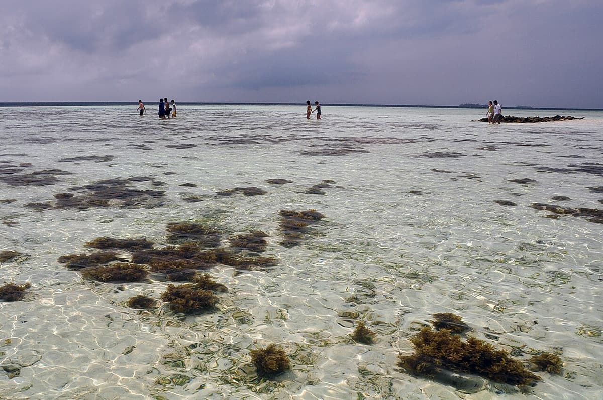 People wading across a shallow reef flat at low tide in Karimunjawa