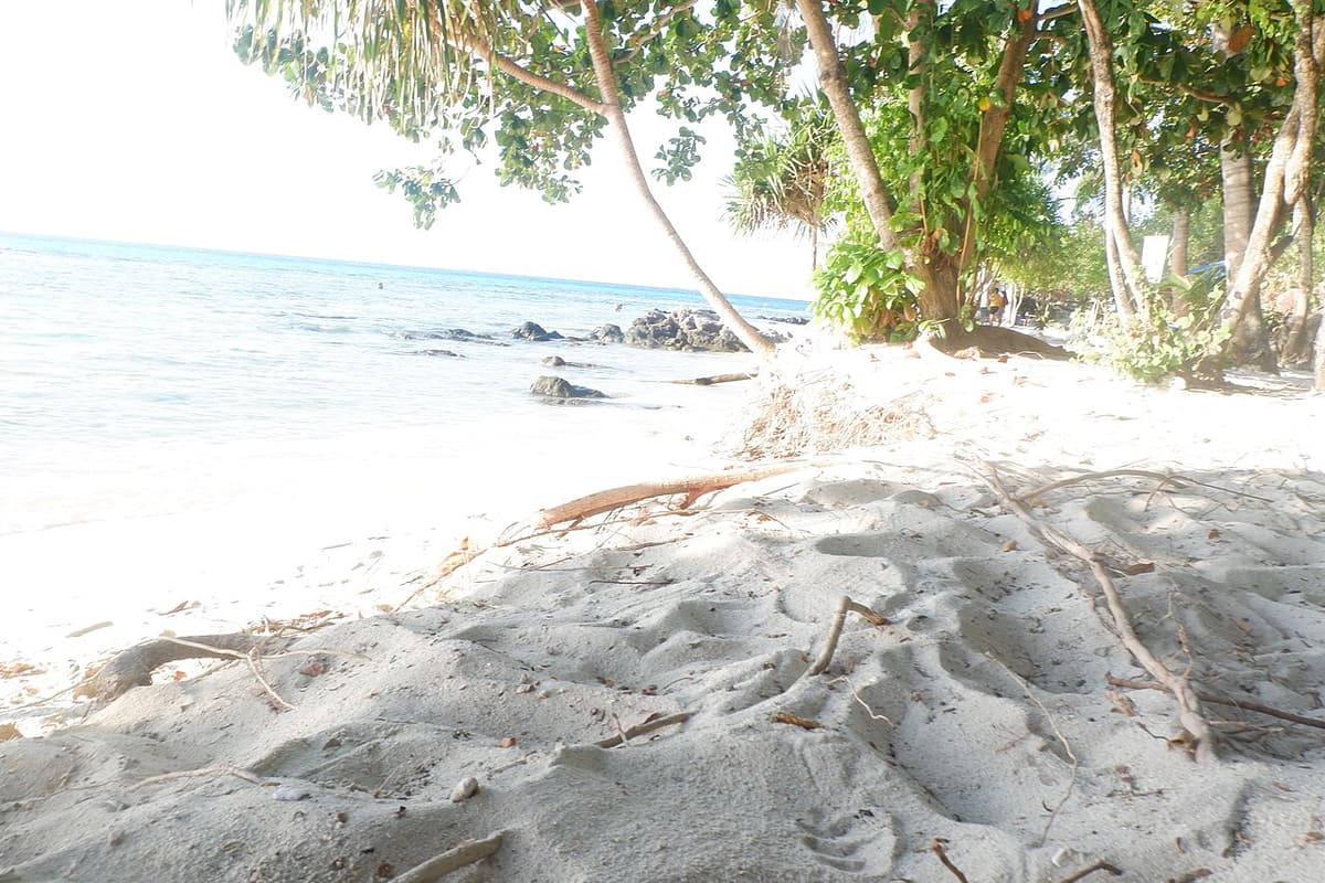 A white-sand beach shaded by trees on Karimunjawa